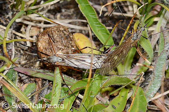 Foto: Wahrscheinlich Tipula varipennis (Schnake). Länge 14 - 20mm. Während Paarung. Ansicht von oben.