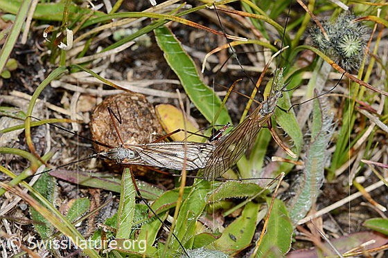 Photo: Probably Tipula varipennis. Length 14 - 20mm. During mating. View from above.
