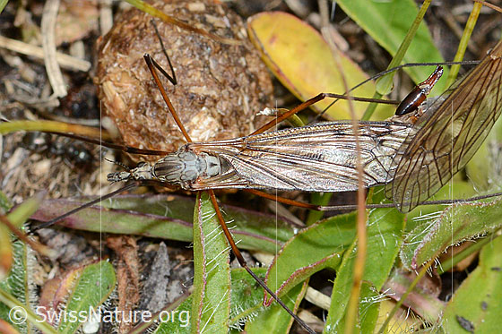 Photo: Probably Tipula varipennis. Length 14 - 20mm. View from above.
