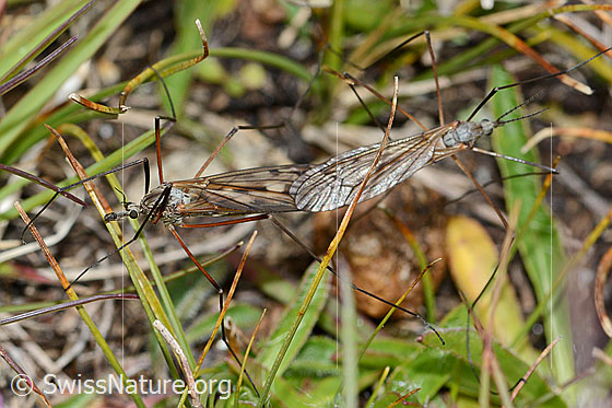 Photo: Probably Tipula varipennis. Length 14 - 20mm. Mating. View from above.