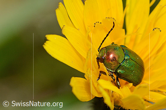 Grünblauer Fallkäfer (Cryptocephalus sericeus)