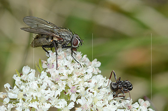 Foto: Helina reversio (Echte Fliege) auf Zwerg-Mutterwurz (Ligusticum mutellinoides). Länge 7mm. Weibchen. Ansicht von der Seite. Rechts davon eine Ameise.