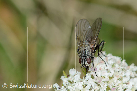 Photo: Helina reversio on Ligusticum mutellinoides. Length 7mm. Female. View from diagonally above.