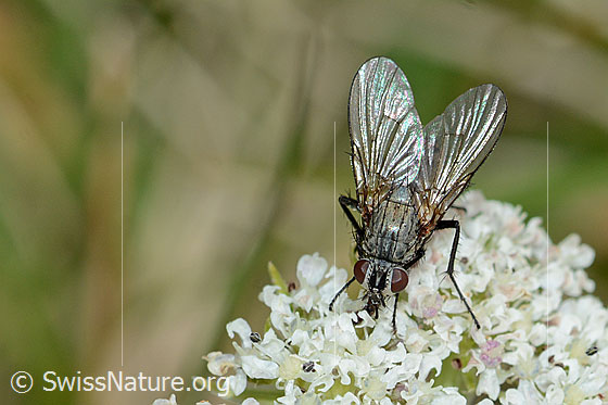Foto: Helina reversio (Echte Fliege) auf Zwerg-Mutterwurz (Ligusticum mutellinoides). Länge 7mm. Weibchen. Ansicht von oben.