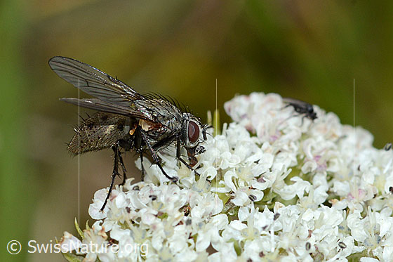Foto: Helina reversio (Echte Fliege) auf Zwerg-Mutterwurz (Ligusticum mutellinoides). Länge 7mm. Weibchen. Ansicht von der Seite.
