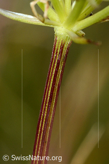 Foto: Zwerg-Mutterwurz (Ligusticum mutellinoides). Stängel.