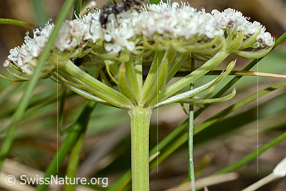 Foto: Zwerg-Mutterwurz (Ligusticum mutellinoides). Stängel und Blütenstand. Ansicht von der Seite,