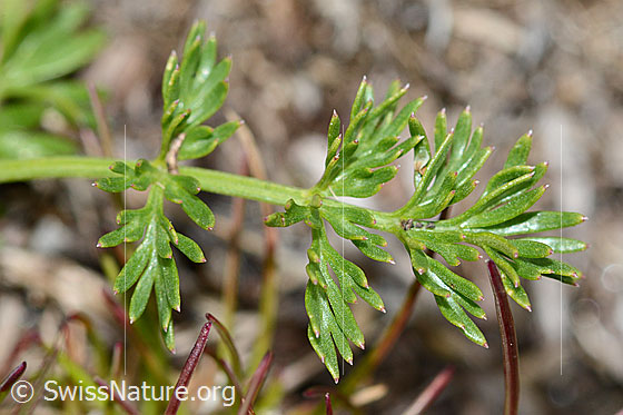 Foto: Zwerg-Mutterwurz (Ligusticum mutellinoides). Blätter. Ansicht der Oberseite.