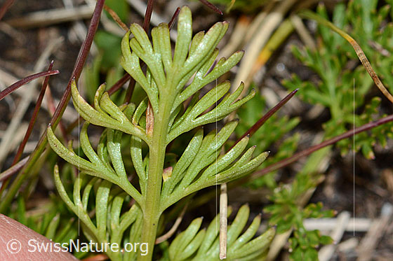 Foto: Zwerg-Mutterwurz (Ligusticum mutellinoides). Blätter. Ansicht der Unterseite.