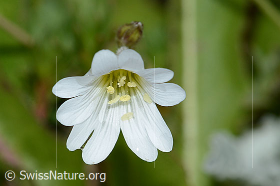 Alpen-Hornkraut (Cerastium alpinum)