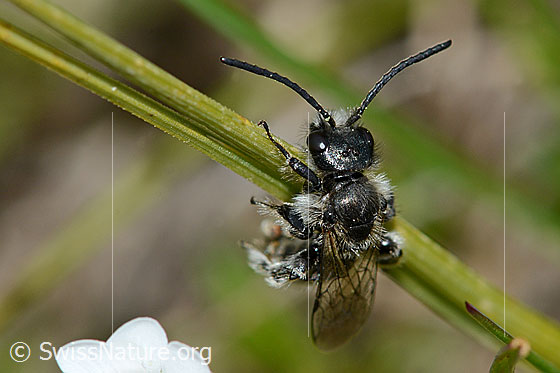 Luzerne-Graubiene (Rhophitoides canus)