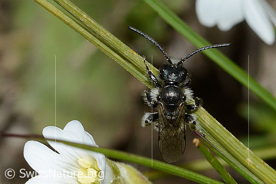 Foto: Wahrscheinlich Luzerne-Graubiene (Rhophitoides canus). Länge 7mm. Die Biene klammert sich an einem Grashalm fest. Ansicht von oben.