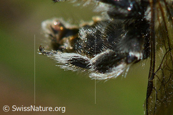 Photo: Probably Rhophitoides canus. Length 7mm. View of one leg.