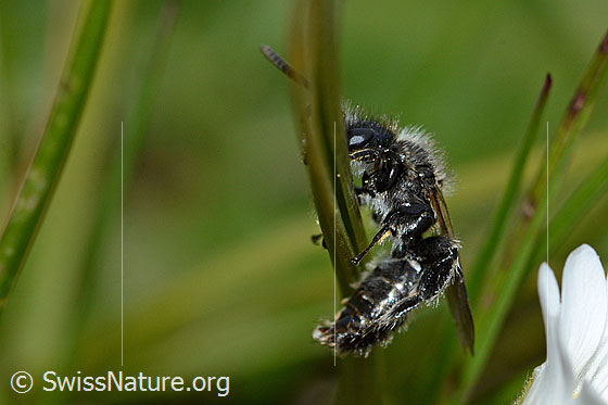 Photo: Probably Rhophitoides canus. Length 7mm. The bee clings to a blade of grass. View from the side.