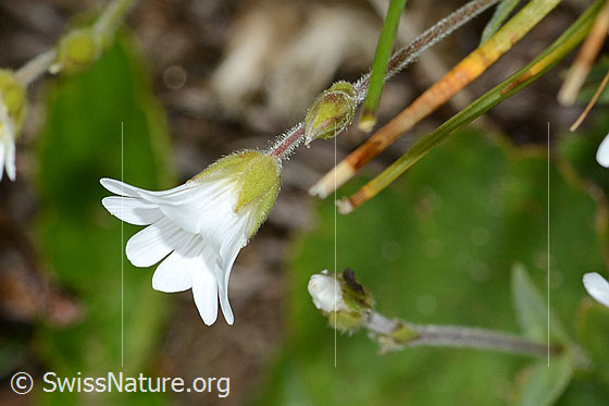 Foto: Wahrscheinlich Alpen-Hornkraut (Cerastium alpinum). Stängel und Blüte. Ansicht von der Seite.