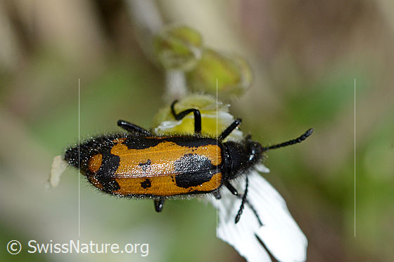 Photo: Mylabris flexuosa on Cerastium alpinum. Length 11mm. View from above.