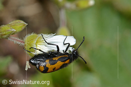 Photo: Mylabris flexuosa on Cerastium alpinum. Length 11mm. View from diagonally above.