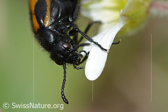Photo: Mylabris flexuosa on Cerastium alpinum. Length 11mm. Head from diagonally in front.