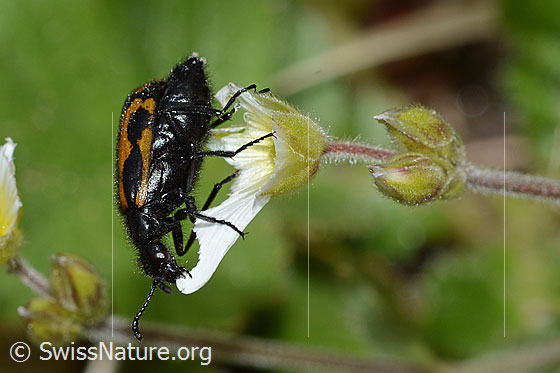 Photo: Mylabris flexuosa on Cerastium alpinum). Length 11mm. View from the side.