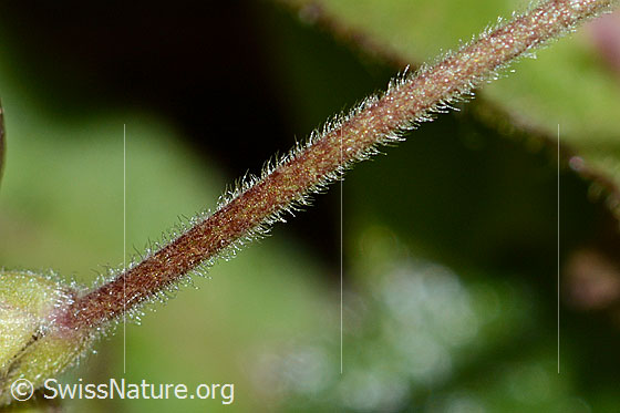 Photo: Probably Cerastium alpinum. Stem.