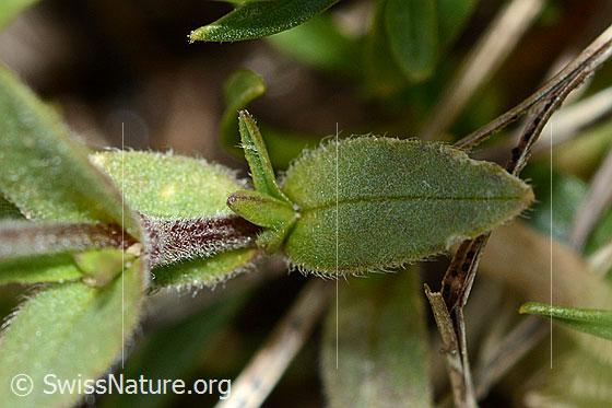 Foto: Alpen-Hornkraut (Cerastium alpinum). Stängel und Blätter.