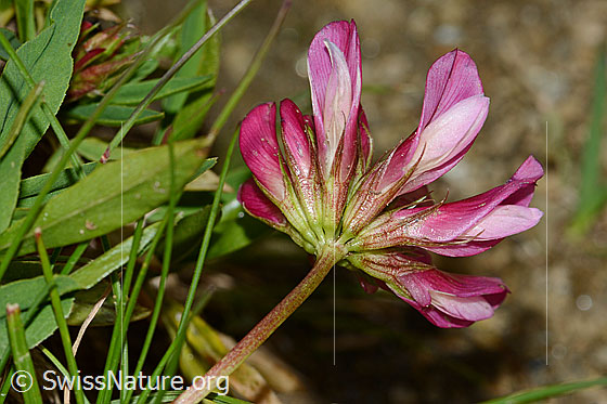 Foto: Alpen-Klee (Trifolium alpinum). Blüten. Ansicht von unten.