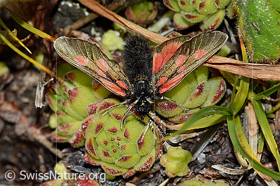 Foto: Alpen-Widderchen (Zygaena exulans) auf Blattrosette. Ansicht von oben.