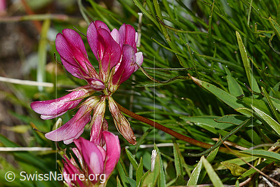 Foto: Alpen-Klee (Trifolium alpinum). Blüten und Stängel.