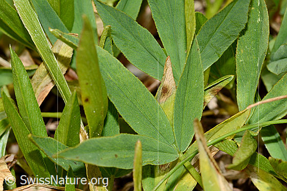 Foto: Alpen-Klee (Trifolium alpinum). Blätter. Blattoberseite.