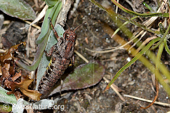 Foto: Wahrscheinlich Nordische Gebirgsschrecke (Bohemanella frigida). Länge 20mm. Nymphe. Fehlende Hinterbeine. Ansicht von oben.