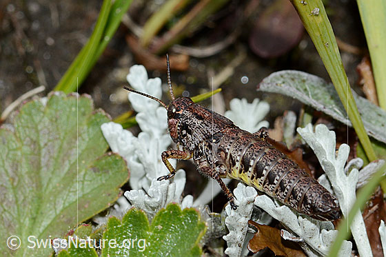 Foto: Wahrscheinlich Nordische Gebirgsschrecke (Bohemanella frigida). Länge 20mm. Nymphe. Fehlende Hinterbeine. Ansicht von der Seite.