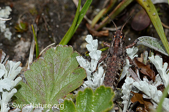 Foto: Wahrscheinlich Nordische Gebirgsschrecke (Bohemanella frigida). Länge 20mm. Nymphe. Fehlende Hinterbeine. Ansicht von oben.