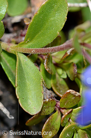 Foto: Felsen-Ehrenpreis (Veronica fruticans). Blätter und Stängel.