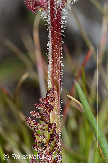 Photo: Pedicularis tuberosa. Stem and Stem leaf.