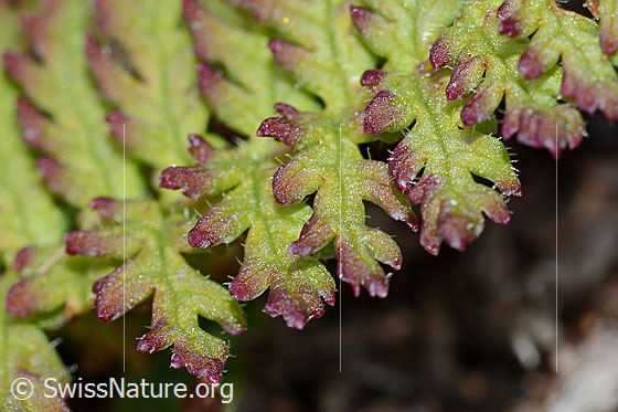 Photo: Pedicularis tuberosa. Leaf top. Detail.