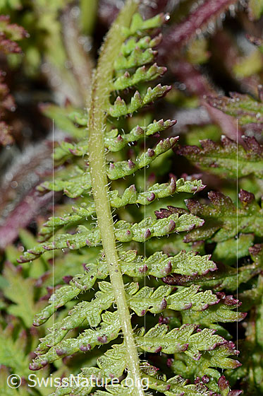 Photo: Pedicularis tuberosa. Leaf underside.