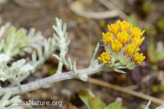Photo: Senecio incanus. Blossoms, stem and stem leaves.