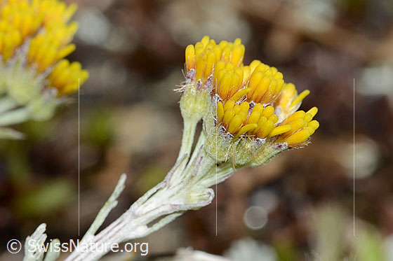 Photo: Senecio incanus. Blossoms.