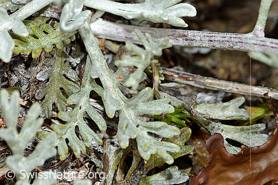 Photo: Senecio incanus. Leaves.