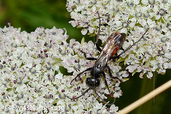 Anoplius infuscatus (Wegwespe) auf Zwerg-Mutterwurz (Ligusticum mutellinoides)
