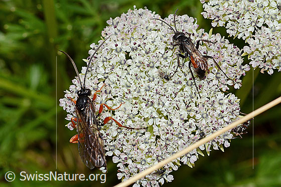 Photo: Left: Probably Hoplocryptus bellosus. Length 14mm.
Right: Probably Anoplius infuscatus. Length 9mm.
Both are sitting on the flower umbel of a Ligusticum mutellinoides. View from above.