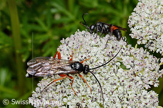 Hoplocryptus bellosus (Schlupfwespe) auf Zwerg-Mutterwurz (Ligusticum mutellinoides)