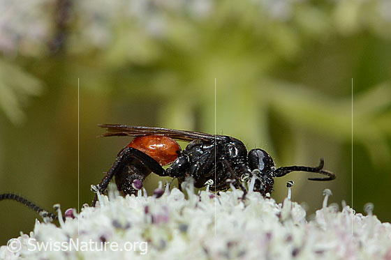 Photo: Anoplius infuscatus on Ligusticum mutellinoides. Length 9mm. View from the side.