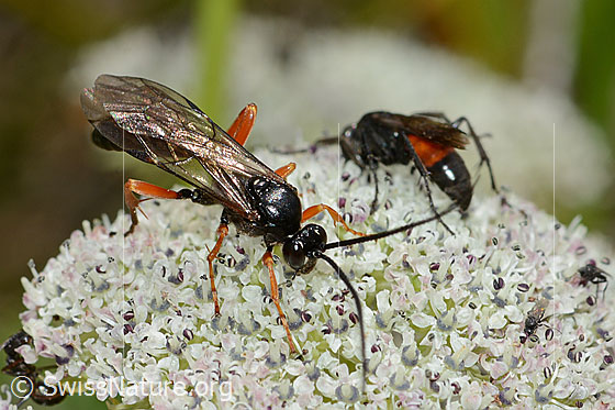 Photo: Left: Probably Hoplocryptus bellosus. Length 14mm.
Right: Probably Anoplius infuscatus. Length 9mm.
Both are sitting on the flower umbel of a Ligusticum mutellinoides. View from diagonally above or behind.