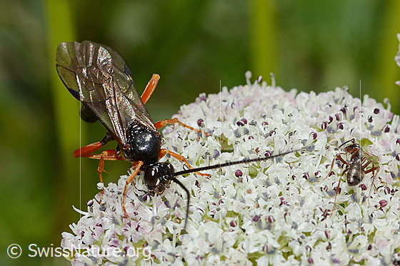 Foto: Wahrscheinlich Hoplocryptus bellosus (Schlupfwespe) auf Zwerg-Mutterwurz (Ligusticum mutellinoides). Länge 14mm. Ansicht von oben.