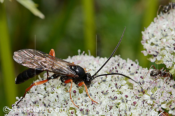 Foto: Wahrscheinlich Hoplocryptus bellosus (Schlupfwespe) auf Zwerg-Mutterwurz (Ligusticum mutellinoides). Länge 14mm. Ansicht von der Seite.
