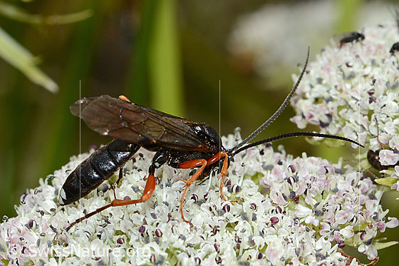 Foto: Wahrscheinlich Hoplocryptus bellosus (Schlupfwespe) auf Zwerg-Mutterwurz (Ligusticum mutellinoides). Länge 14mm. Ansicht von der Seite.