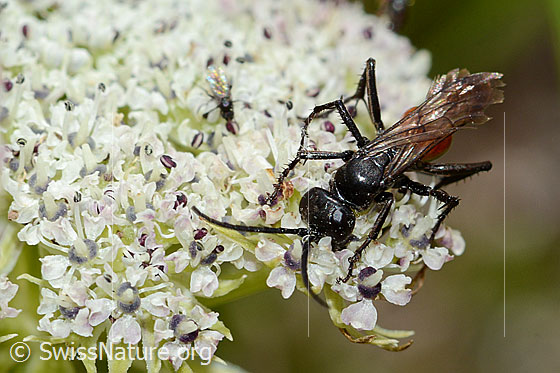 Photo: Anoplius infuscatus on Ligusticum mutellinoides. Length 9mm. View from diagonally in front.