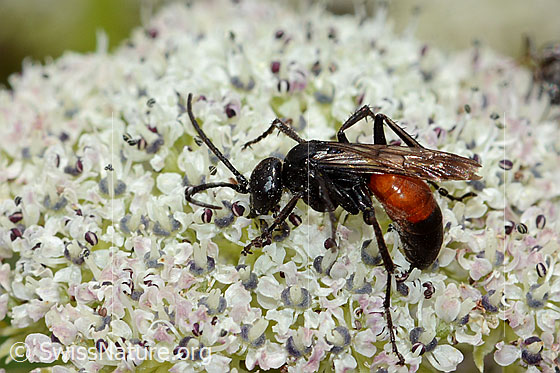 Photo: Anoplius infuscatus on Ligusticum mutellinoides. Length 9mm. View from the side above.