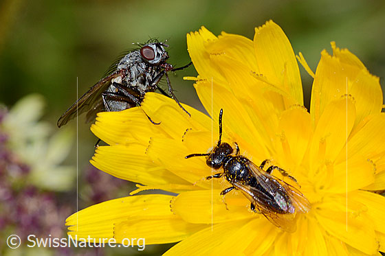 Foto: Gebirgs-Scheinlappenbiene (Panurginus montanus). Länge 6 - 7mm. Männchen. Ansicht von oben. Links oben ist eine Fliege der Gattung Helina zu sehen.